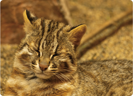 対馬観光情報WEBサイト